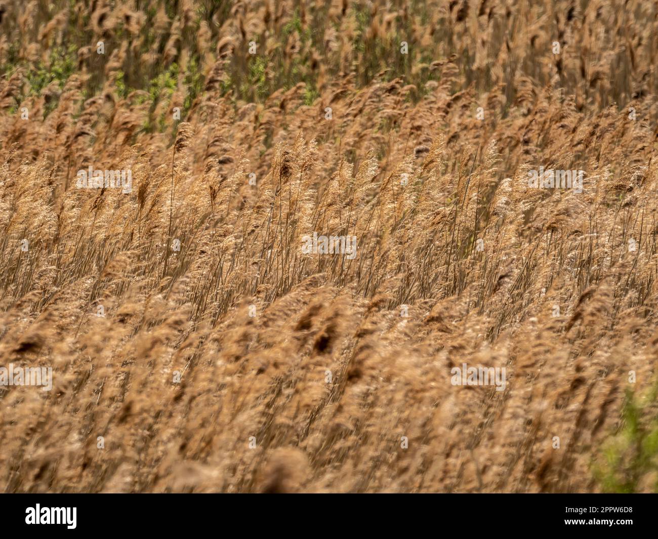 Golden seed heads being gently blown by the wind in the reedbeds at St Aidan's park nature reserve. UK. Stock Photo
