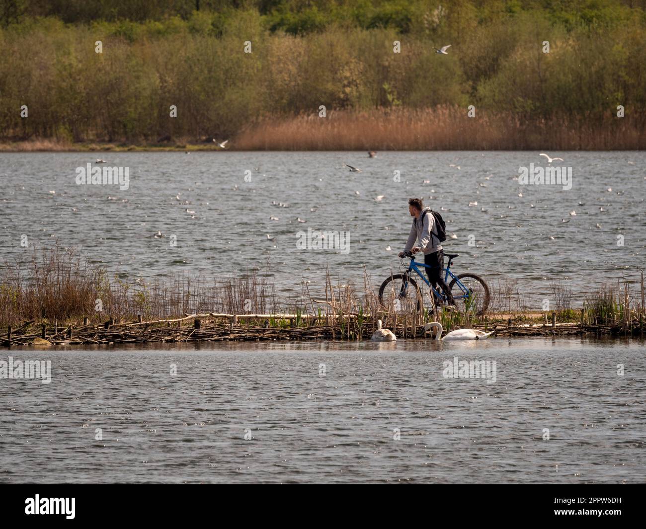 Male mountain biker pausing on a path crossing a lake at St Aidan's park nature reserve. Leeds. UK Stock Photo