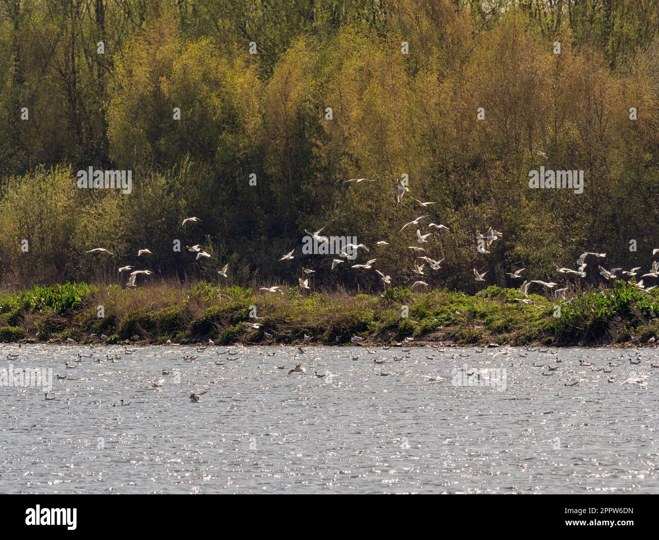 Flock of Black-headed gulls at St Aidan's Park nature reserve in Spring. Leeds. Stock Photo