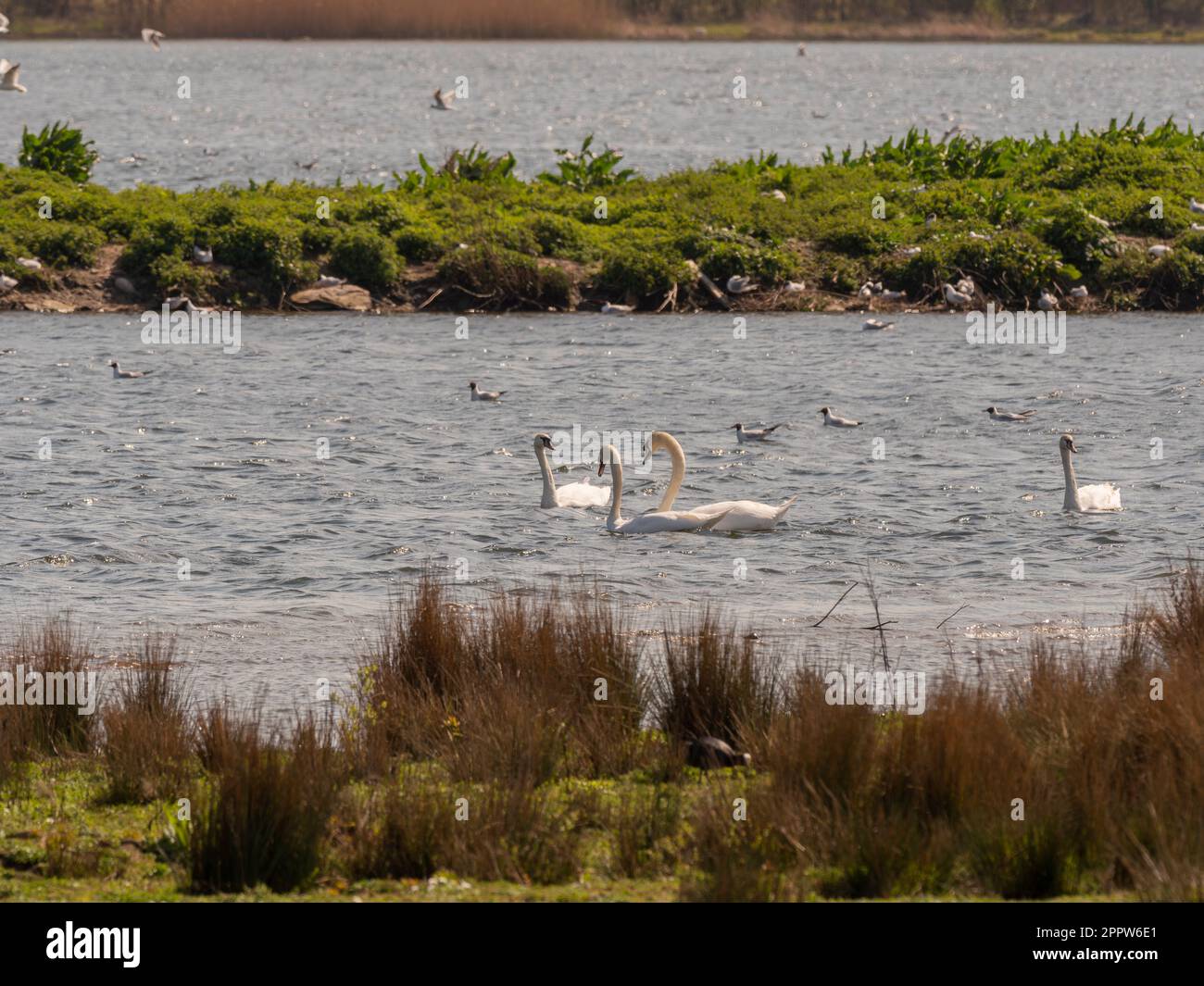 Mute swans and Black-headed gulls on the lake at St Aidan's Park nature reserve. Leeds. UK Stock Photo
