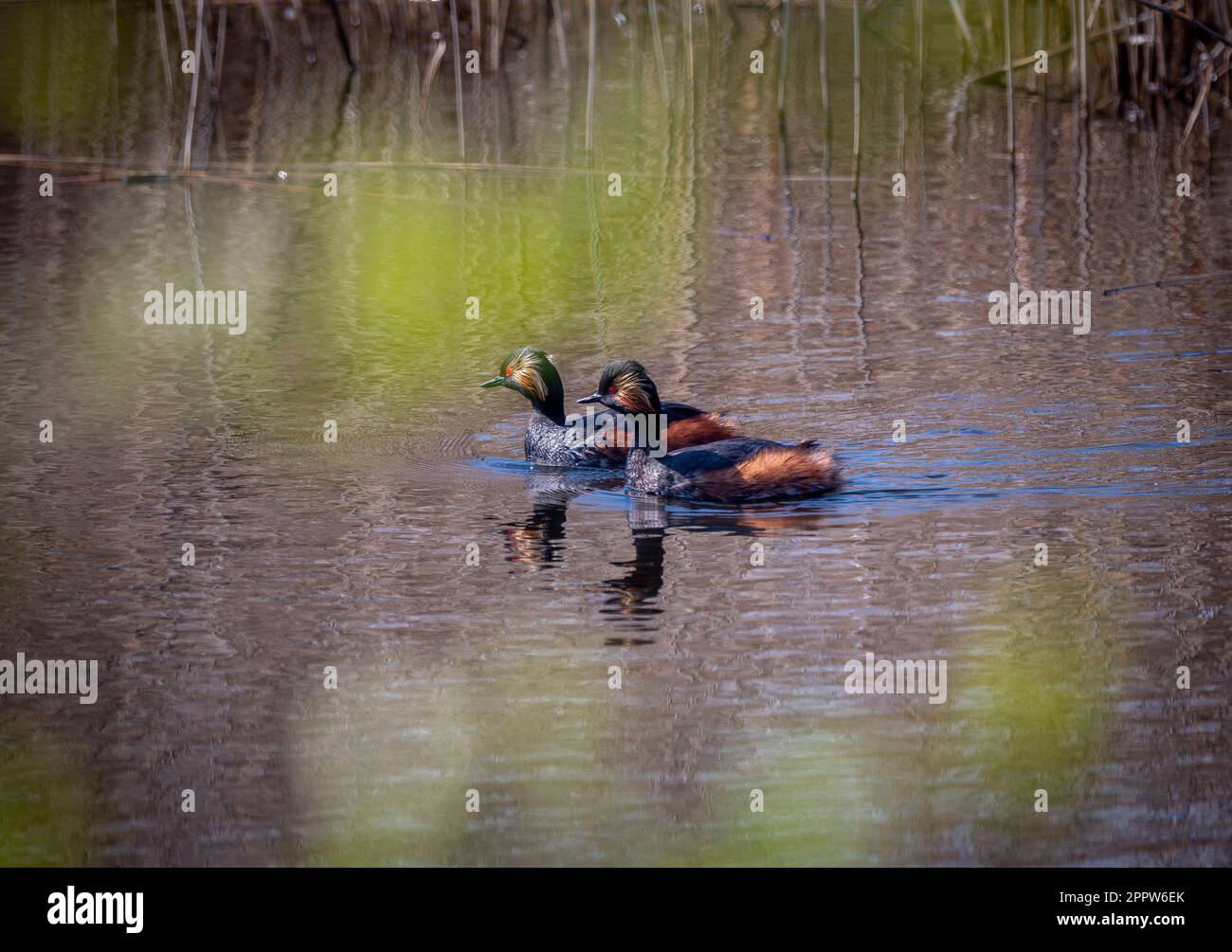 Side view of a Black-necked grebes with in their summer plumage on the water at St Aidan's Park nature reserve. Leeds Stock Photo