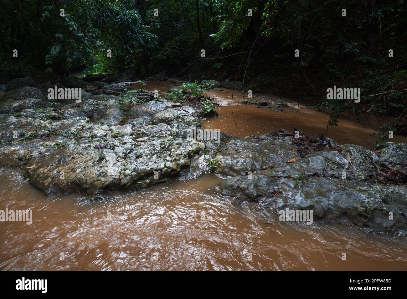 Samana Rivers Natural landscape with small muddy river going through dark rain forest ...