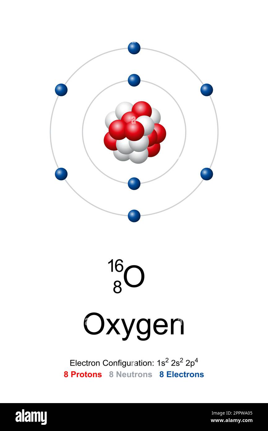 Oxygen, atom model of oxygen-16 with 8 protons, 8 neutrons and 8 electrons Stock Vector