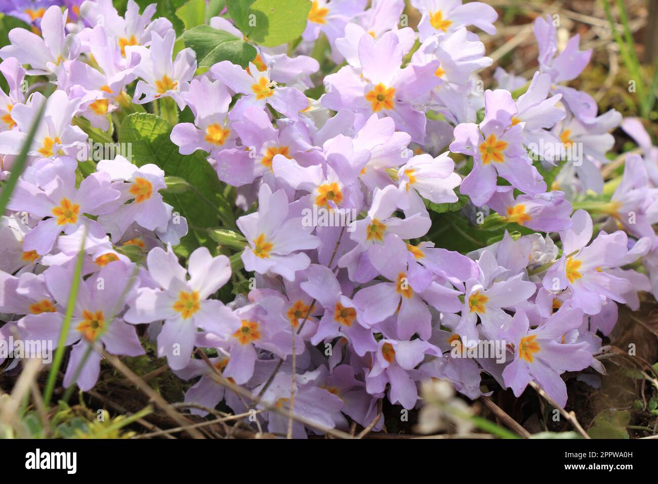Purple Primulas. Plantae. Primula vulgaris. Primula acaulis Stock Photo