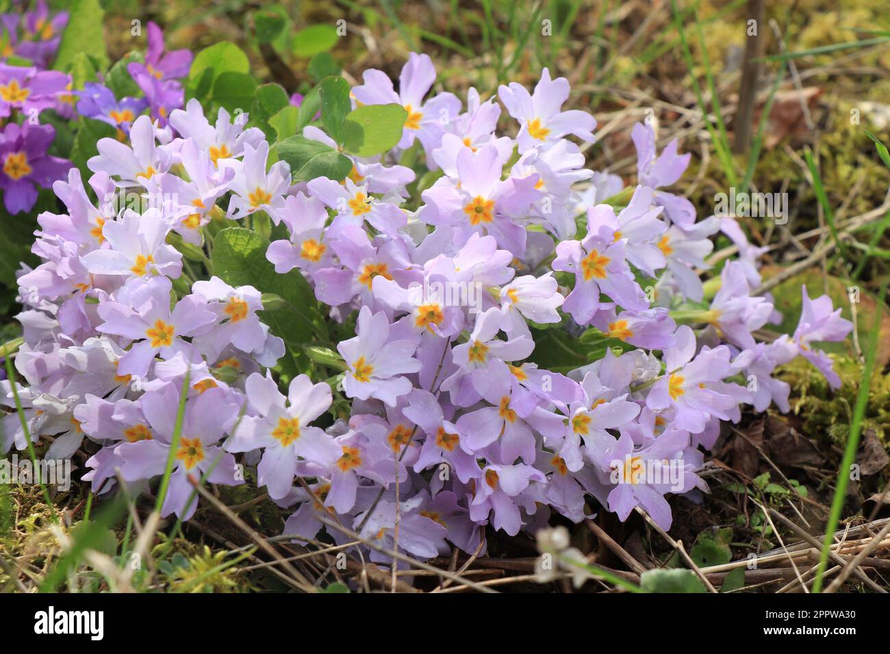 Purple Primulas. Plantae. Primula vulgaris. Primula acaulis Stock Photo