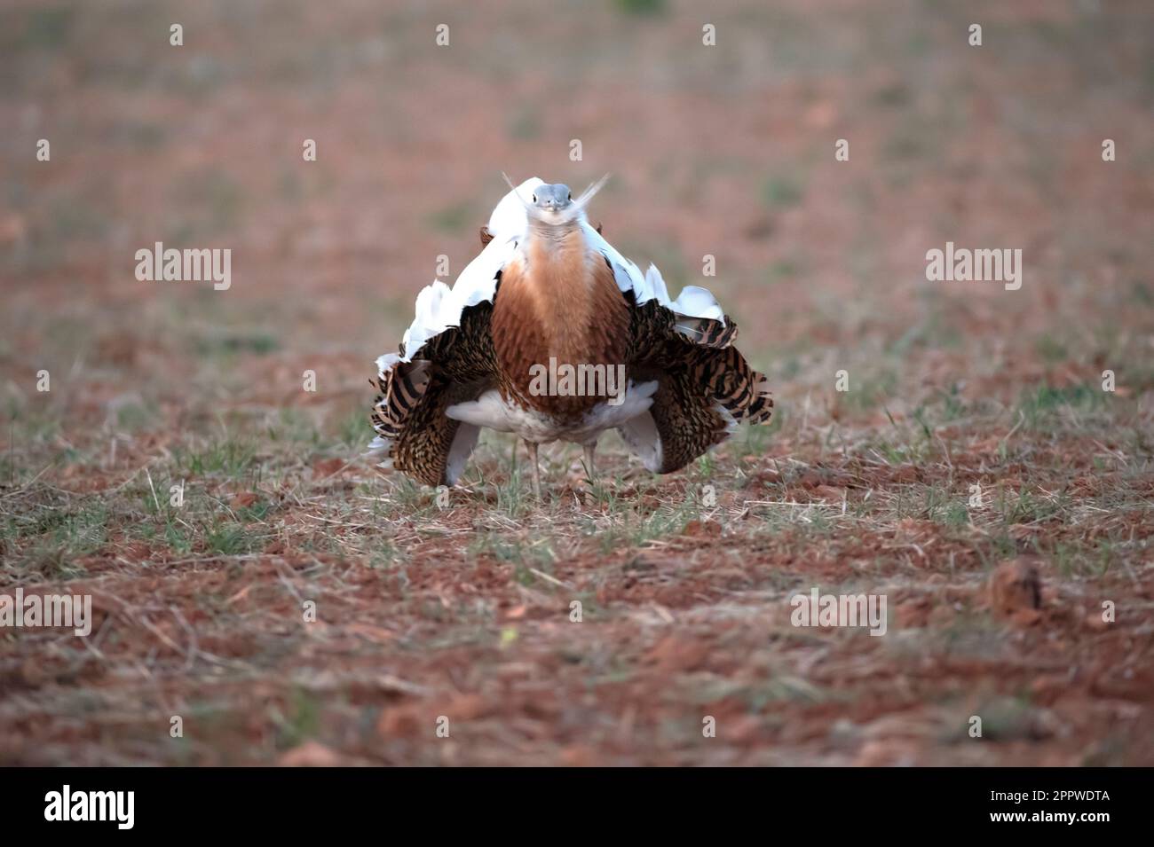 Great bustard male in the rutting season in an unsown field of cereals ...
