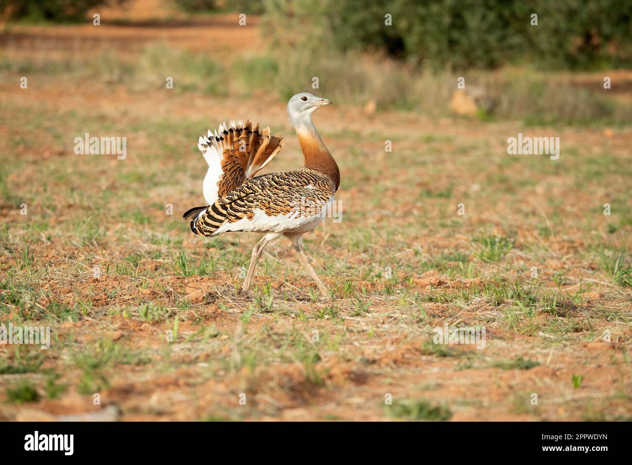 Great bustard male in the rutting season in an unsown field of cereals ...