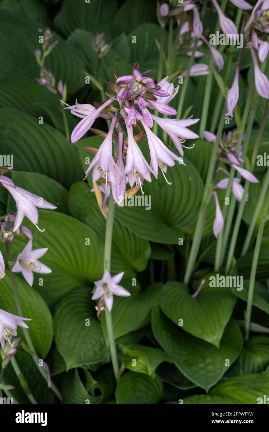 Hosta — AKA plantain lily, giboshi or Funkien — as flowers open in