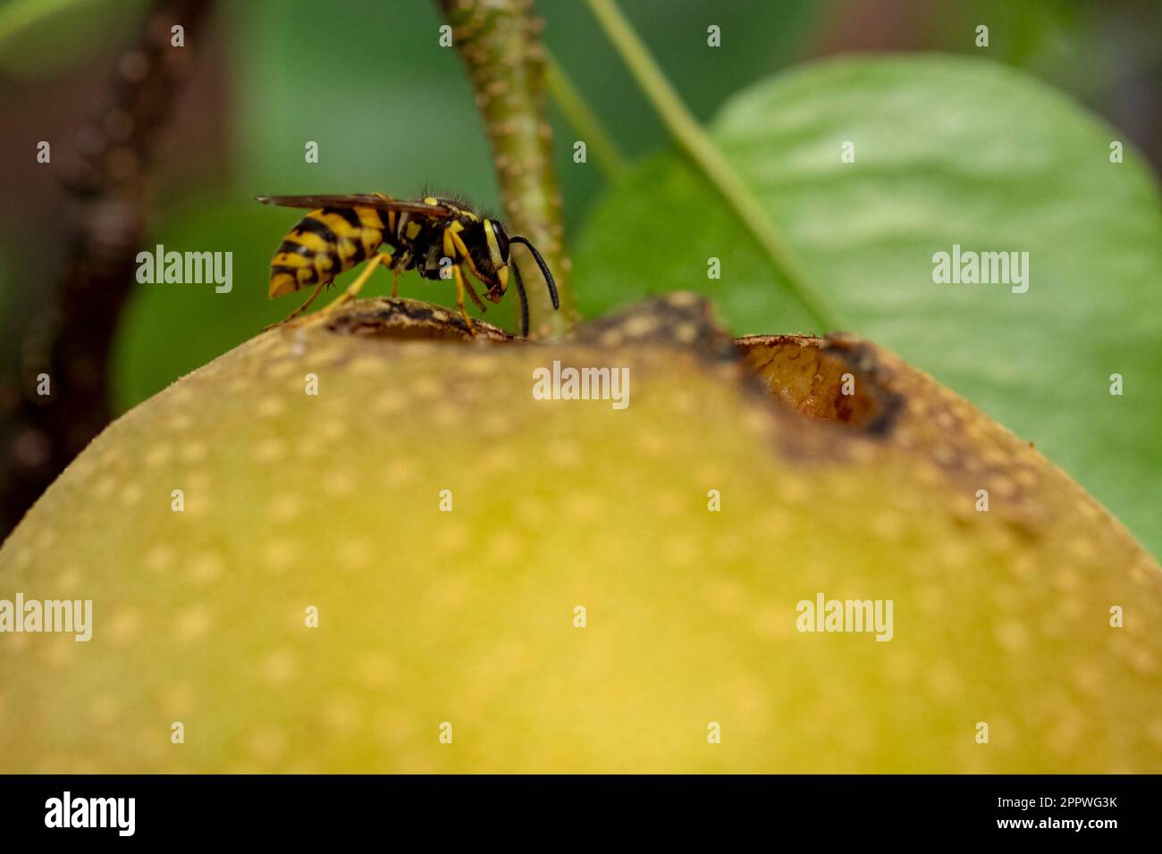 Fruit of Nashi pear tree (Pyrus pyrifolia kumoi) is being eaten by