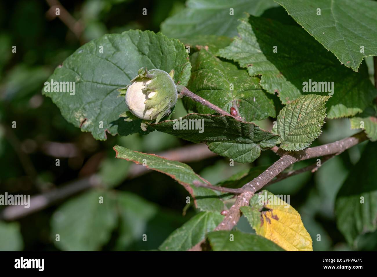 Hazel, Corylus avellana, nut growing wild in northwestern Germany Stock