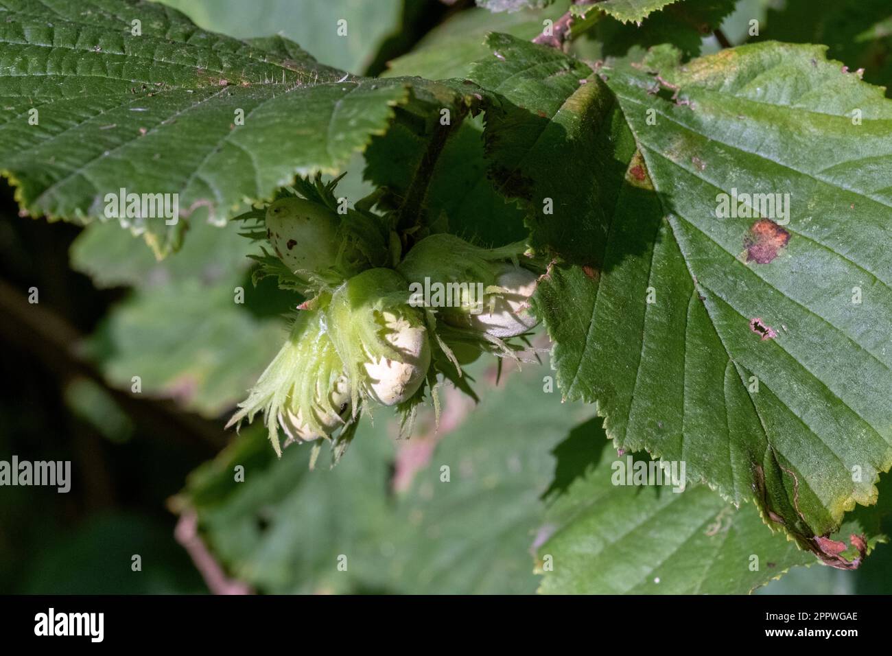 Hazel, Corylus avellana, nuts growing wild in northwestern Germany