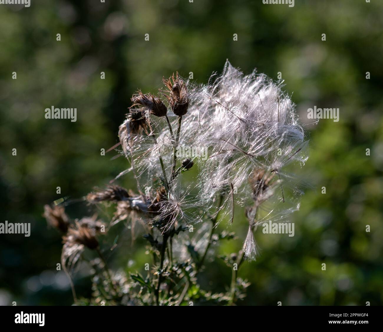 Seeds of bull thistle, Cirsium vulgare, ready to take flight on silky wings in late summer, northwestern Germany. Stock Photo