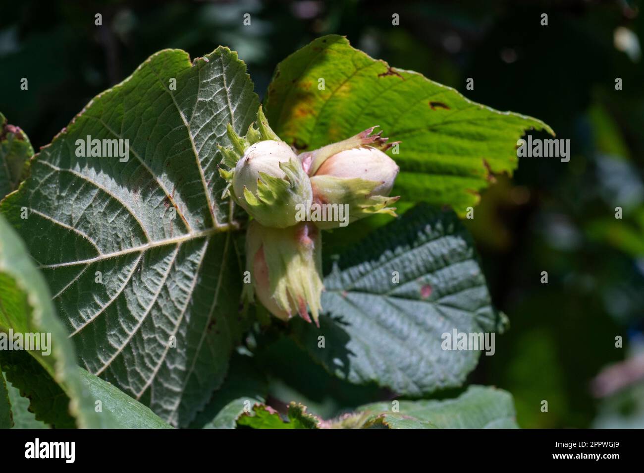 Hazel, Corylus avellana, nut growing wild in northwestern Germany Stock