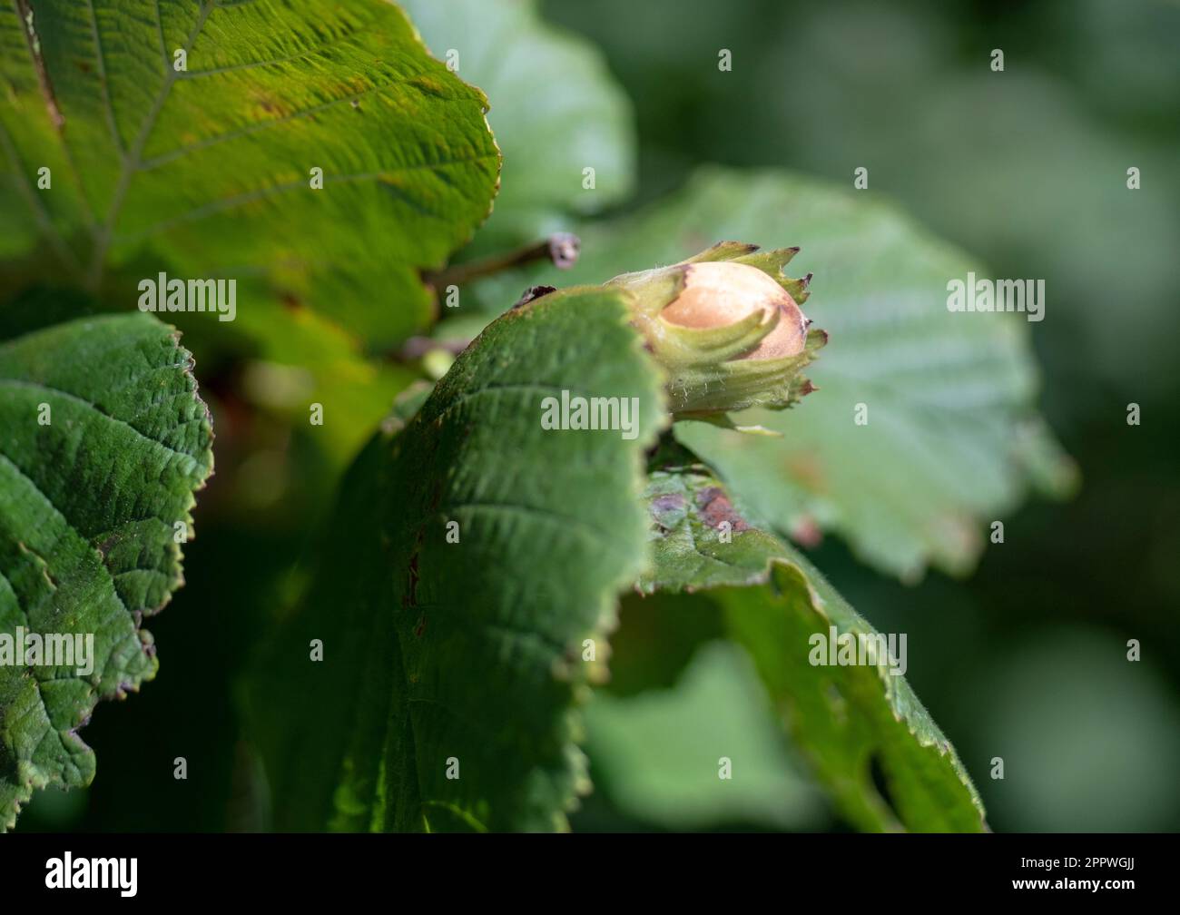 Hazel, Corylus avellana, nut growing wild in northwestern Germany Stock