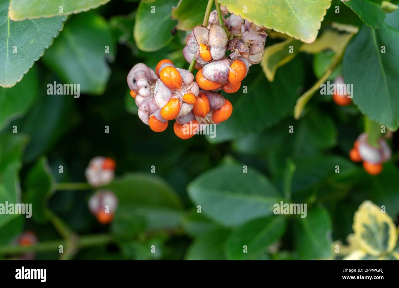 Euonymus fortunei  (Fortune's spindle, winter creeper) seeds ripening in autumn. Stock Photo