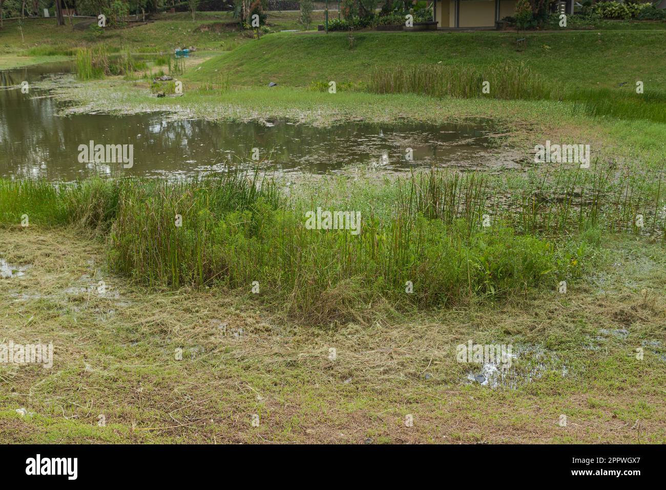 Retention pond with water plants in city park in Kuching, Malaysia, ecology, gardening
