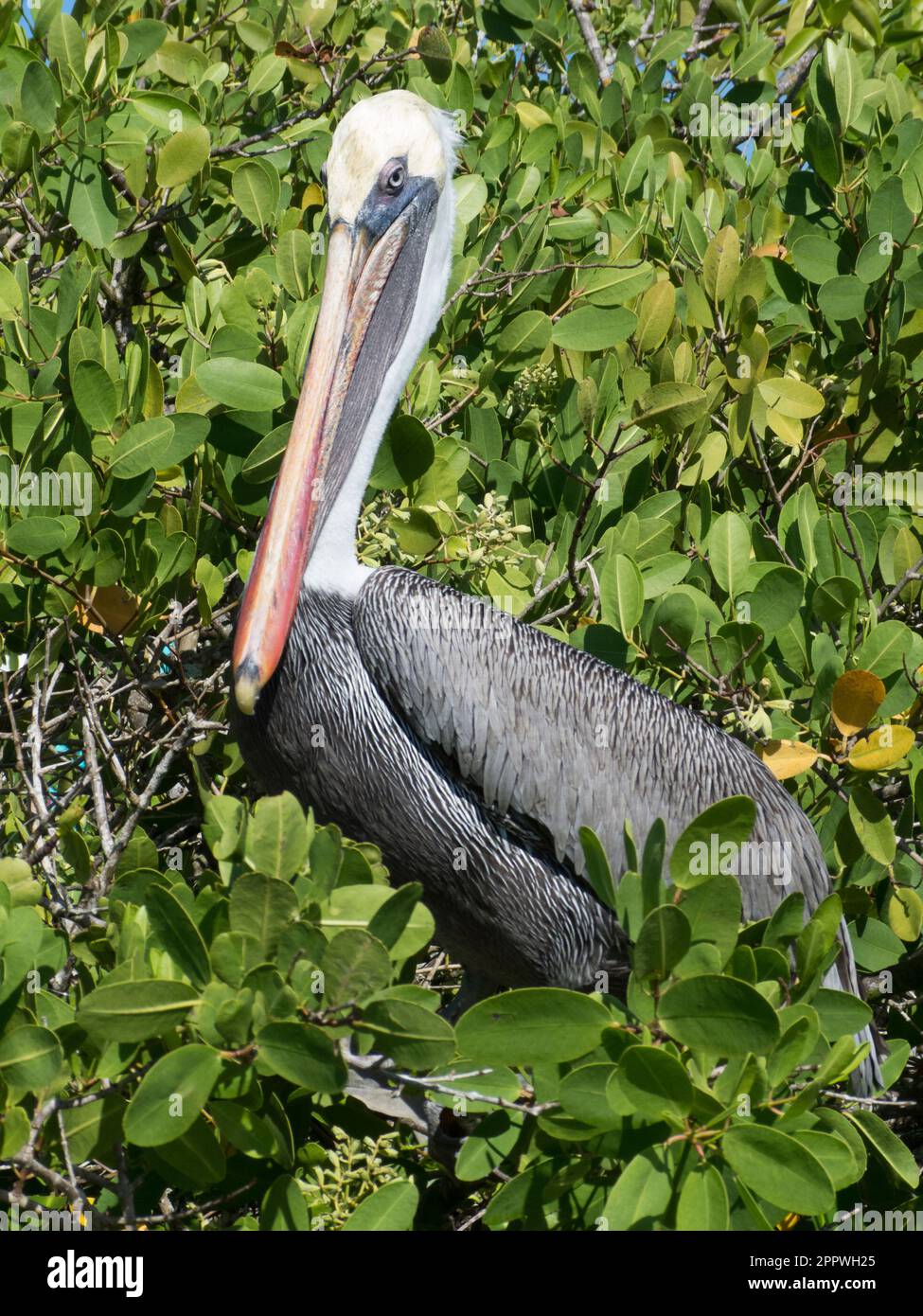 Brown Pelican Pelecanus Occidentalis Galapagos Islands Ecuador Stock