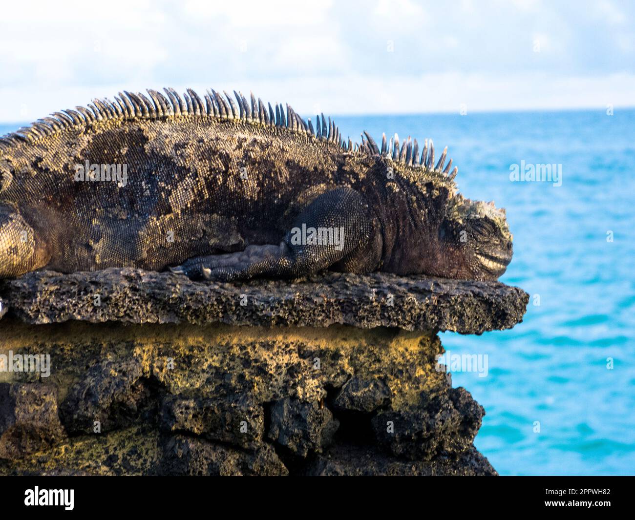 Marine Iguana sunning itself, Santa Cruz, Galapagos Islands, Ecuador. Stock Photo