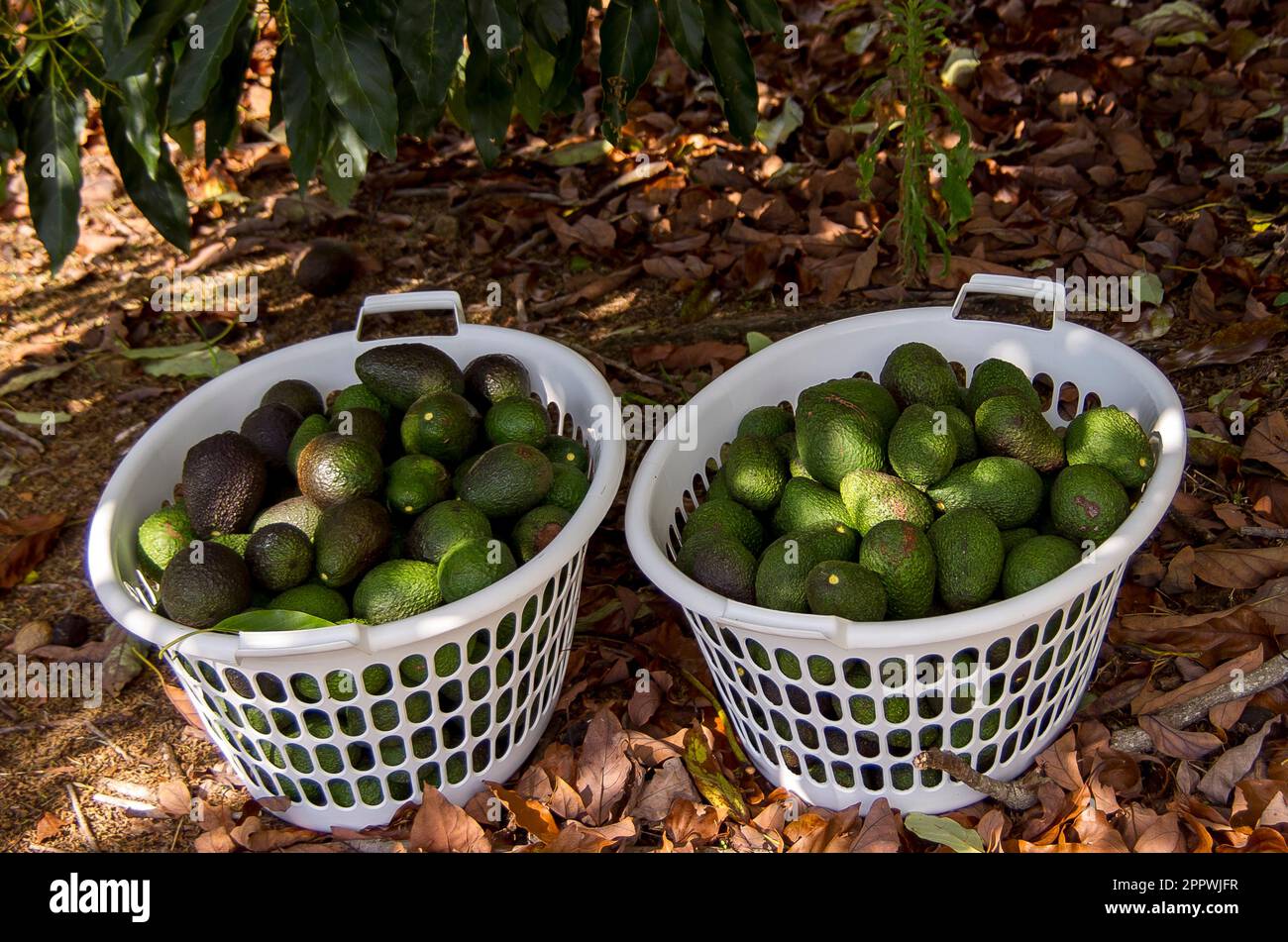 Two white plastic baskets full of freshly picked Hass avocados, persea americana. Harvest in orchard on Tamborine Mountain, Queensland, Australia. Stock Photo