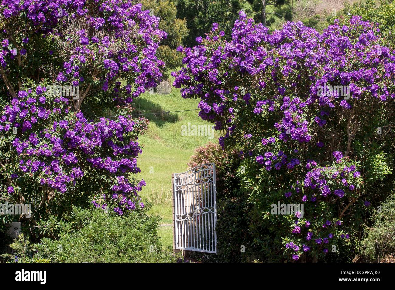 Gateway entrance to private Australian garden, flanked by purple tibouchina blossom, Tibouchina granulosa. Autumn in Queensland. Stock Photo