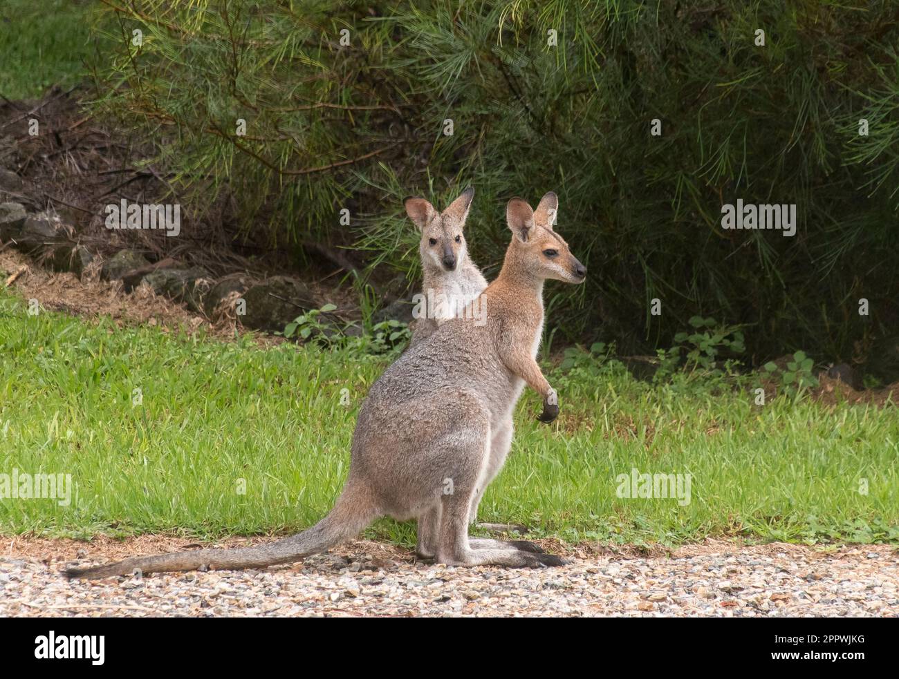 Pair of wild red-necked wallabies, Macropus rufogriseus, standing together and watching their surroundings. Private Queensland garden, Australia. Stock Photo