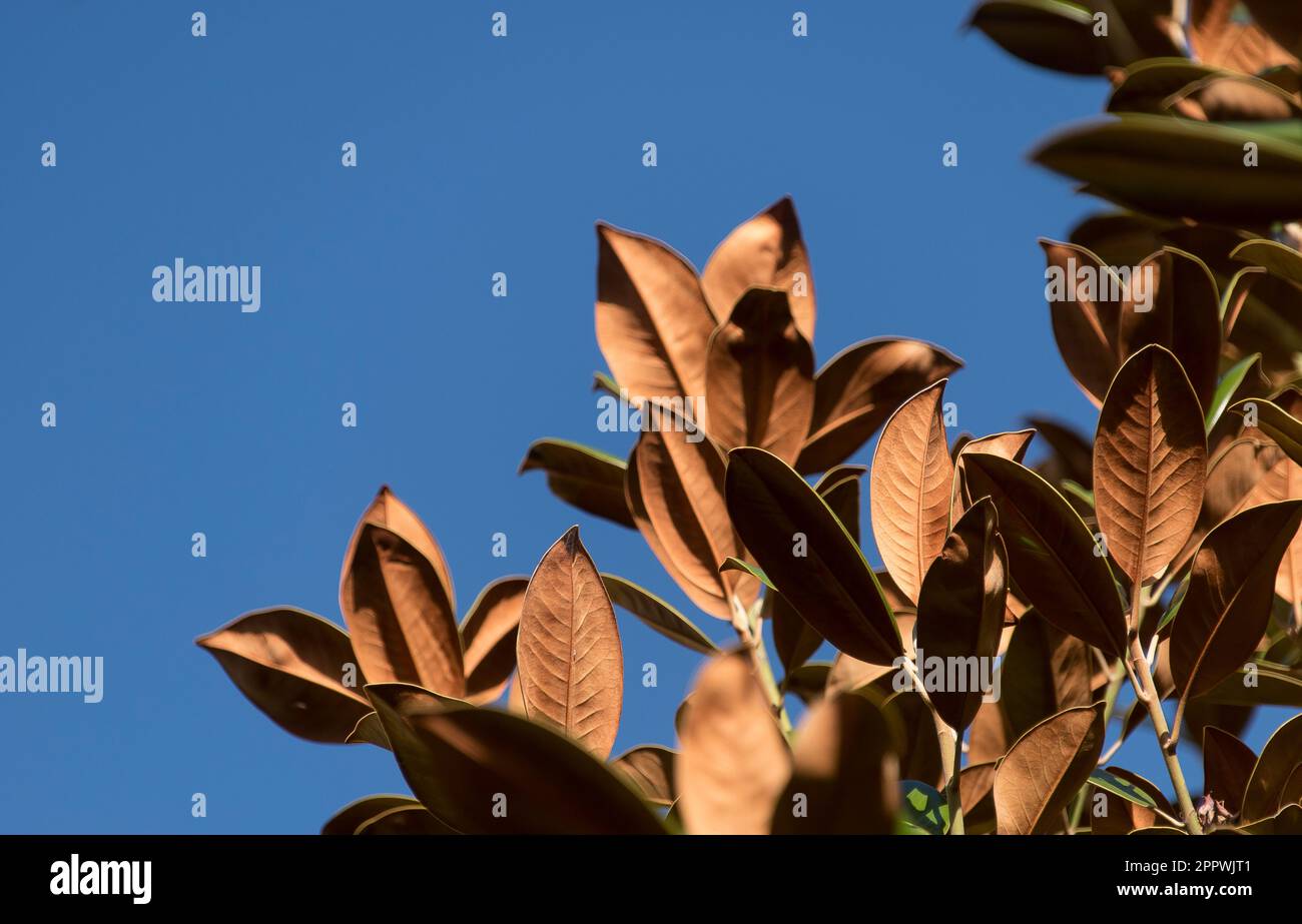 Velvety, Copper-coloured undersides of leaves of Magnolia Grandiflora, Little Gem, in Australian garden. Blue sky, copy space. Stock Photo
