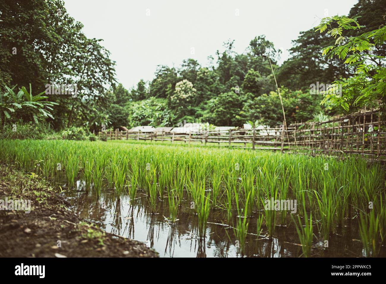 Rice fields in rural landscape, Thailand Stock Photo - Alamy