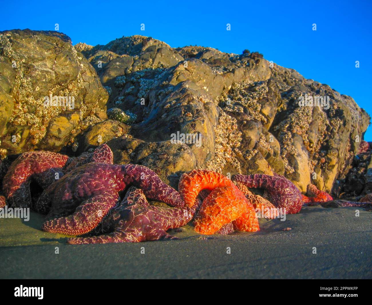 Close-up of a row of Starfish on a beach at Low Tide, British Columbia, Canada Stock Photo