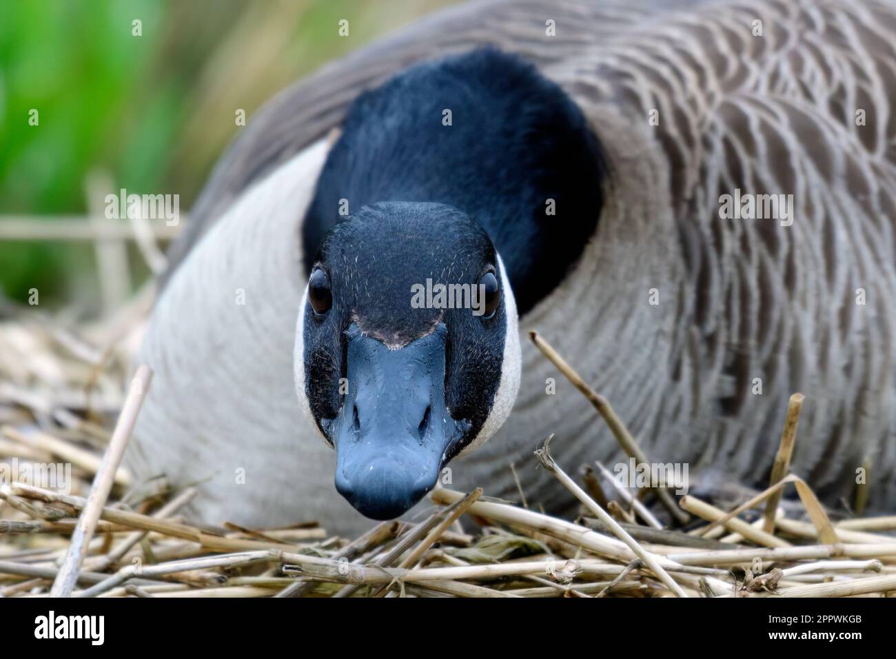 Close-up portrait of a female Canada goose sitting on a nest, British Columbia, Canada Stock Photo