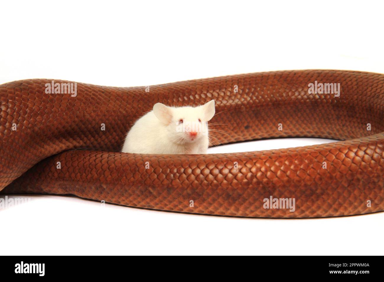 Handblown Fused Art Glass Mouse Paperweight Figurine