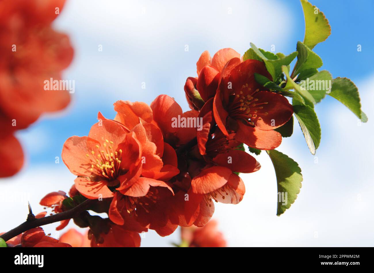 Chaenomeles japonica. Branch of blooming Japanese quince against blue sky with white clouds. Spring blossom of cydonia. Flowering Maule's quince Stock Photo