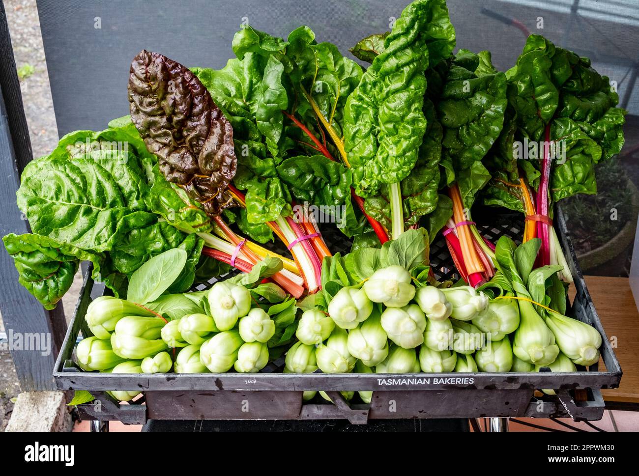 A basket of freshly harvested vegetables, silver beet and bok choy Stock Photo