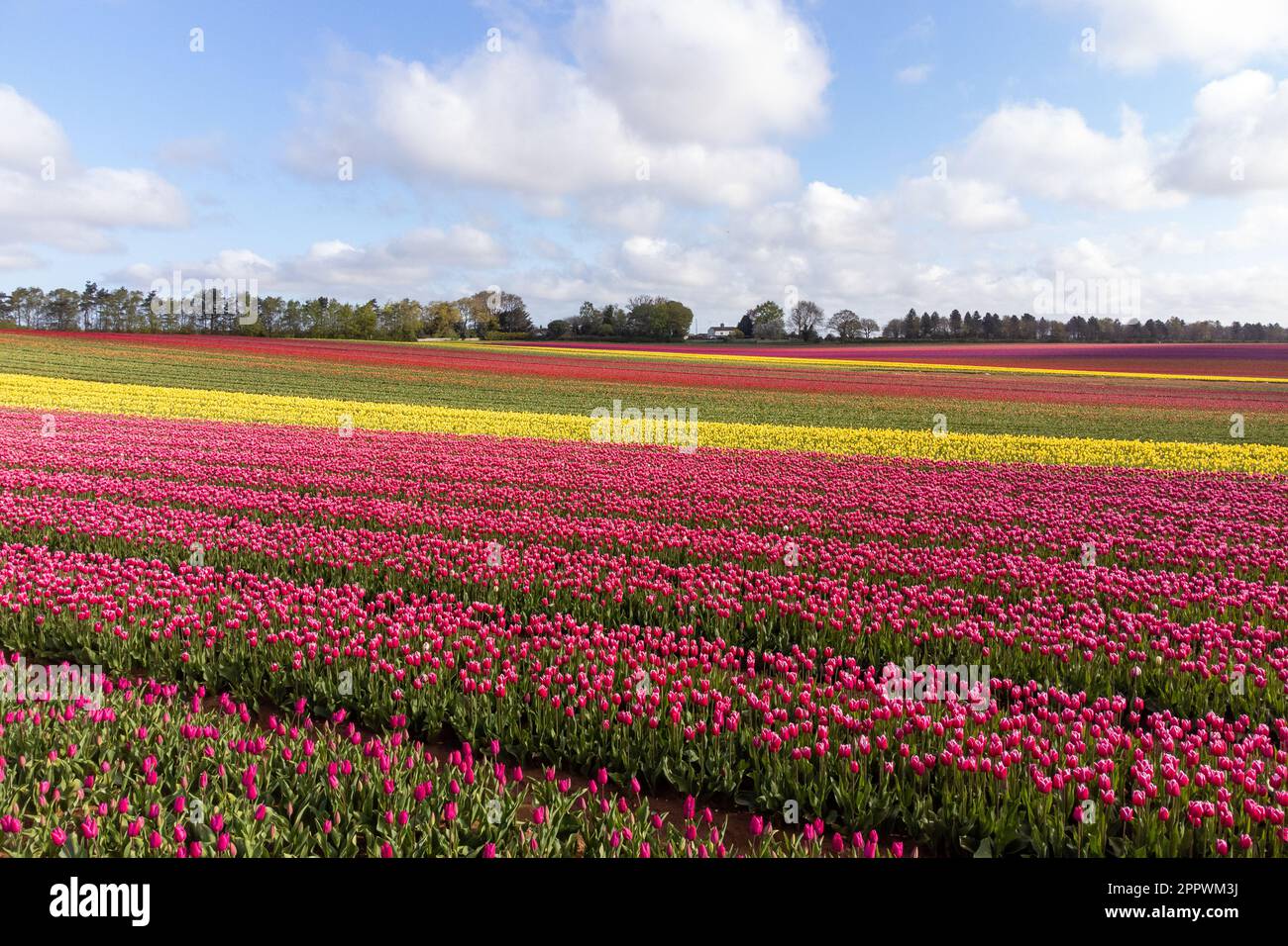 A field of tulips comes into colour near King's Lynn in Norfolk where