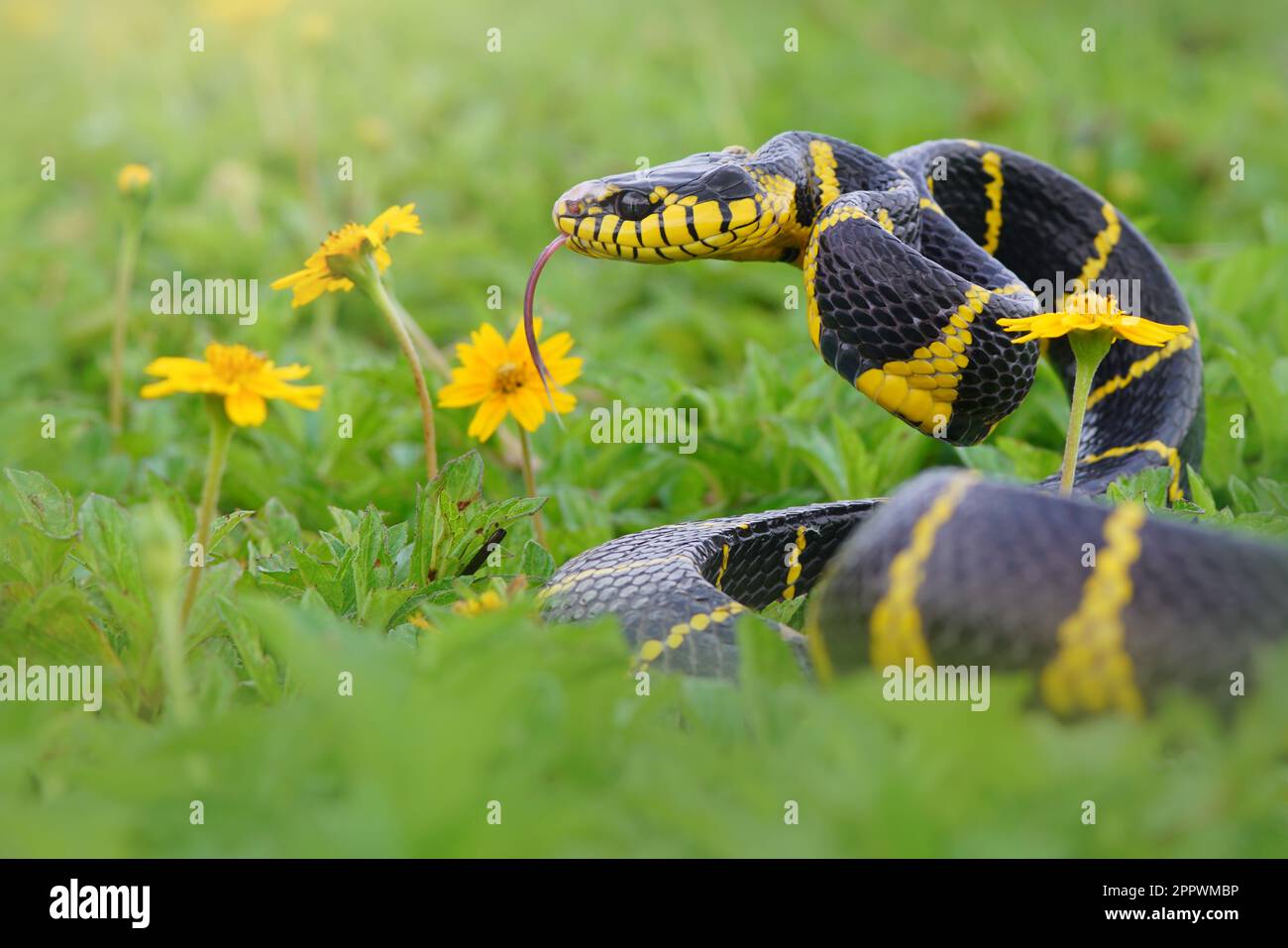 Boiga dendrophila snake in the grass ready to strike, Indonesia Stock Photo