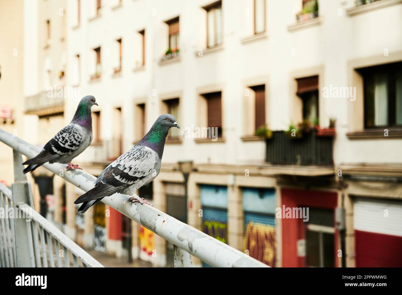 Pigeon on railing hi-res stock photography and images - Alamy