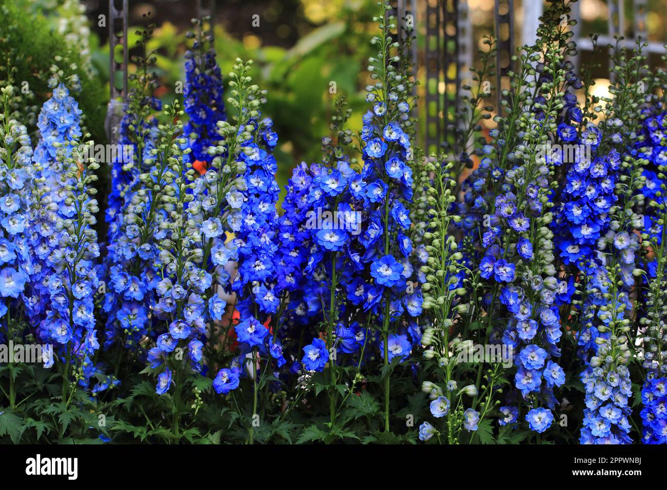 Blue delphinium field close hi-res stock photography and images - Alamy