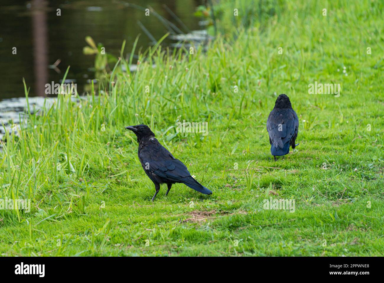 Two carrion crows (Corvus corone) on the bank of a lake Stock Photo