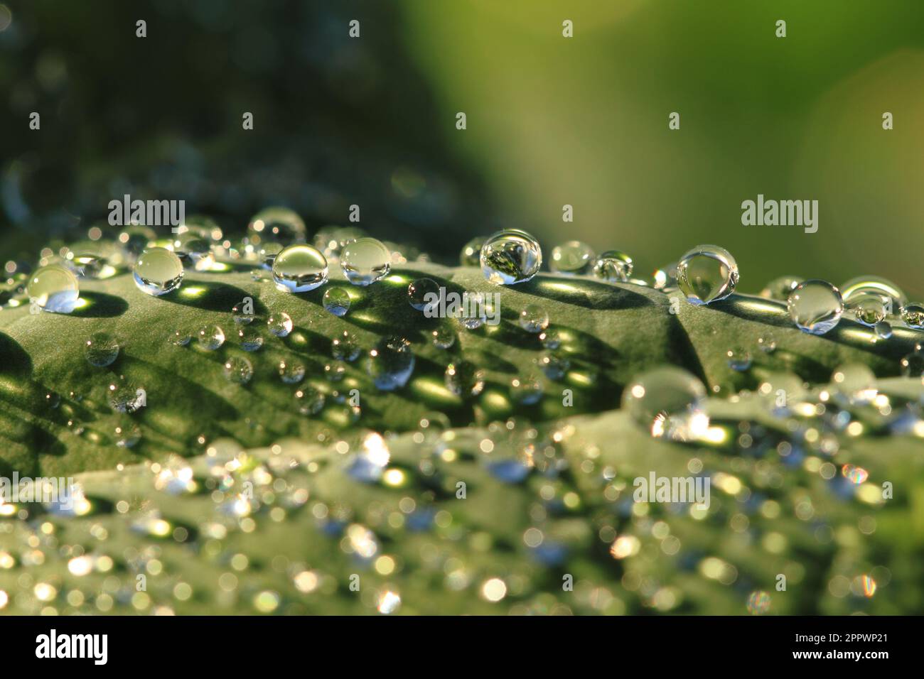 Drops main image 1