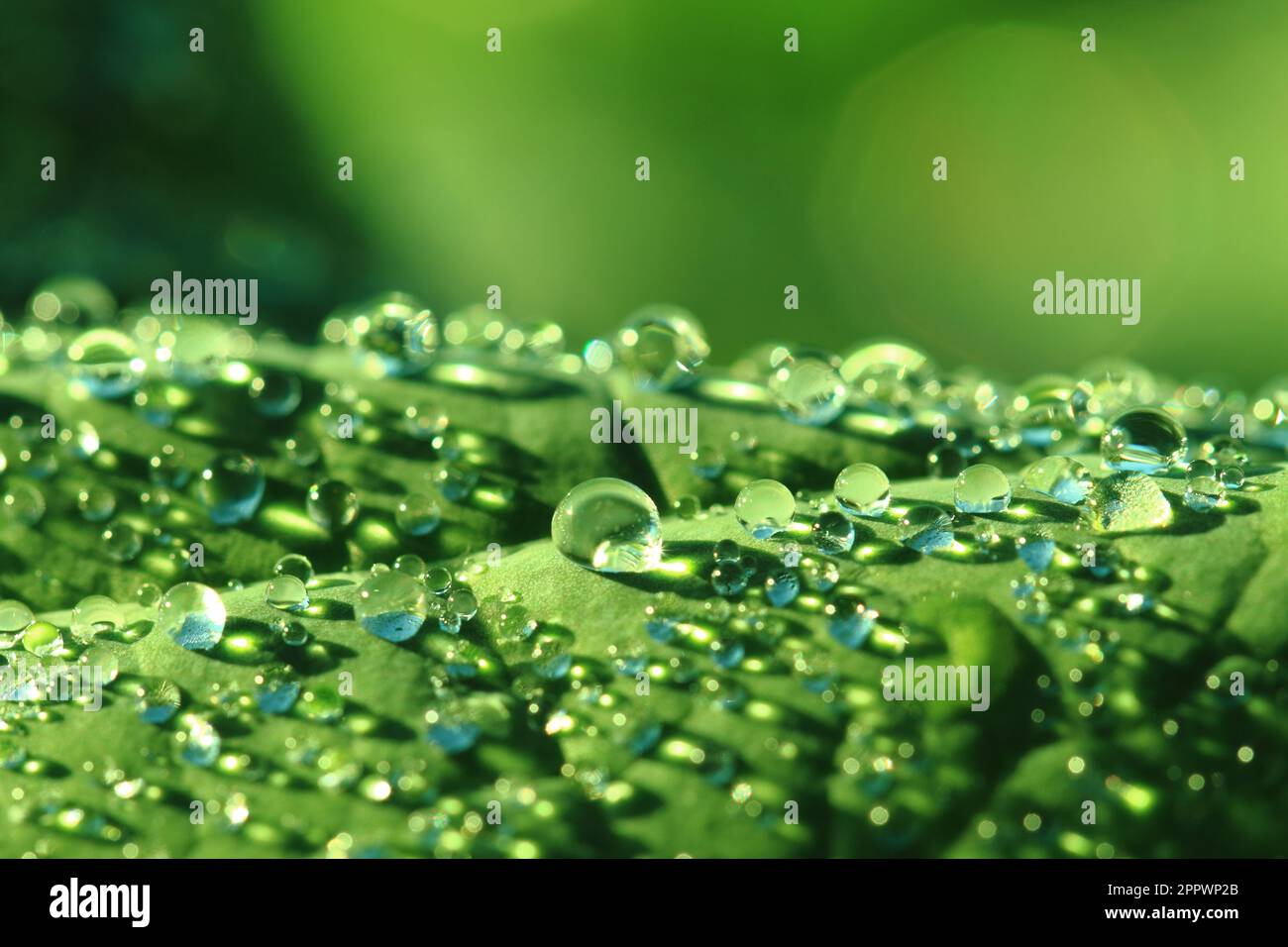 water drops texture as nice leaf background Stock Photo - Alamy