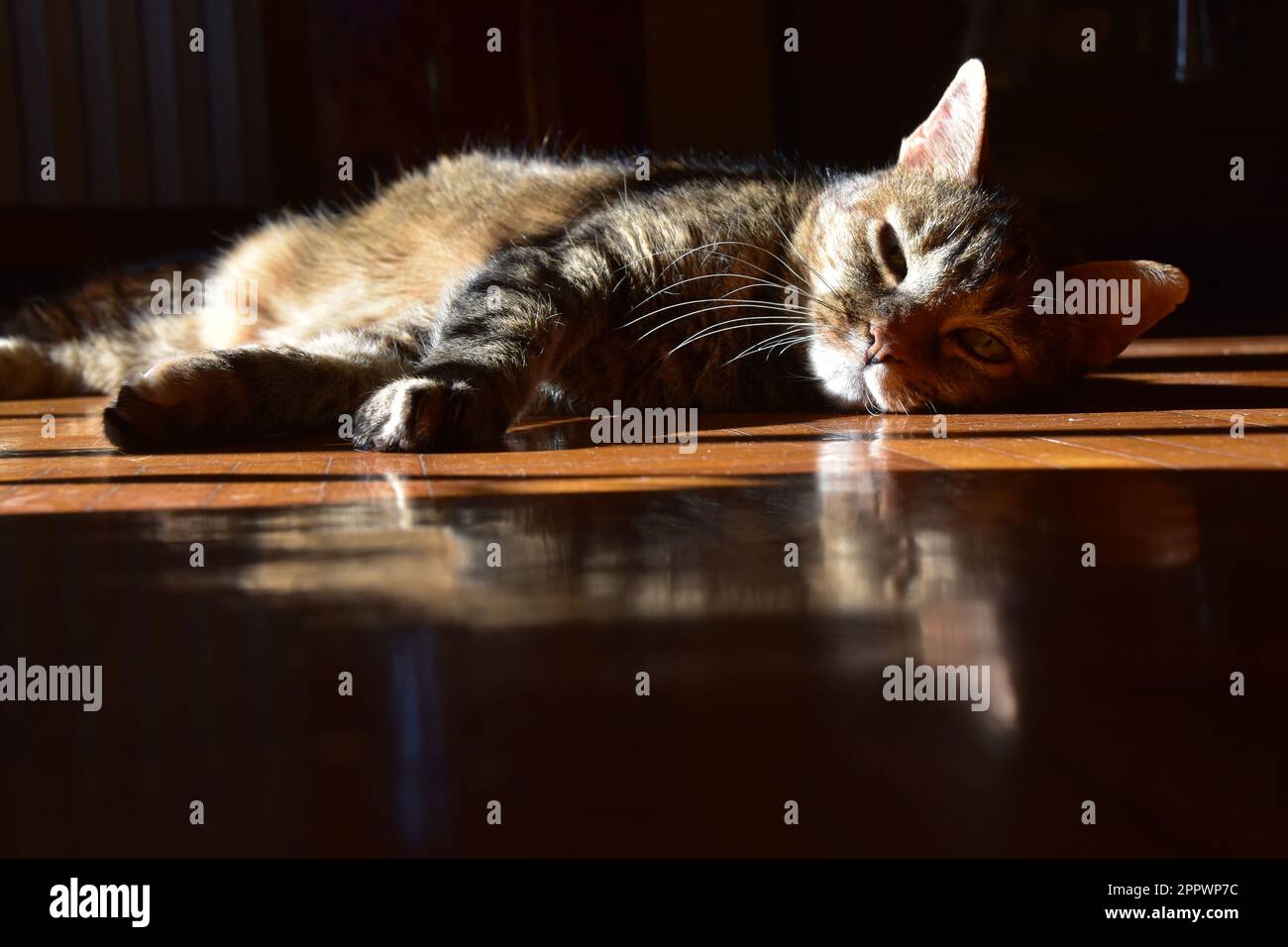 Close-up of a tabby cat lying on a floor in sunlight Stock Photo