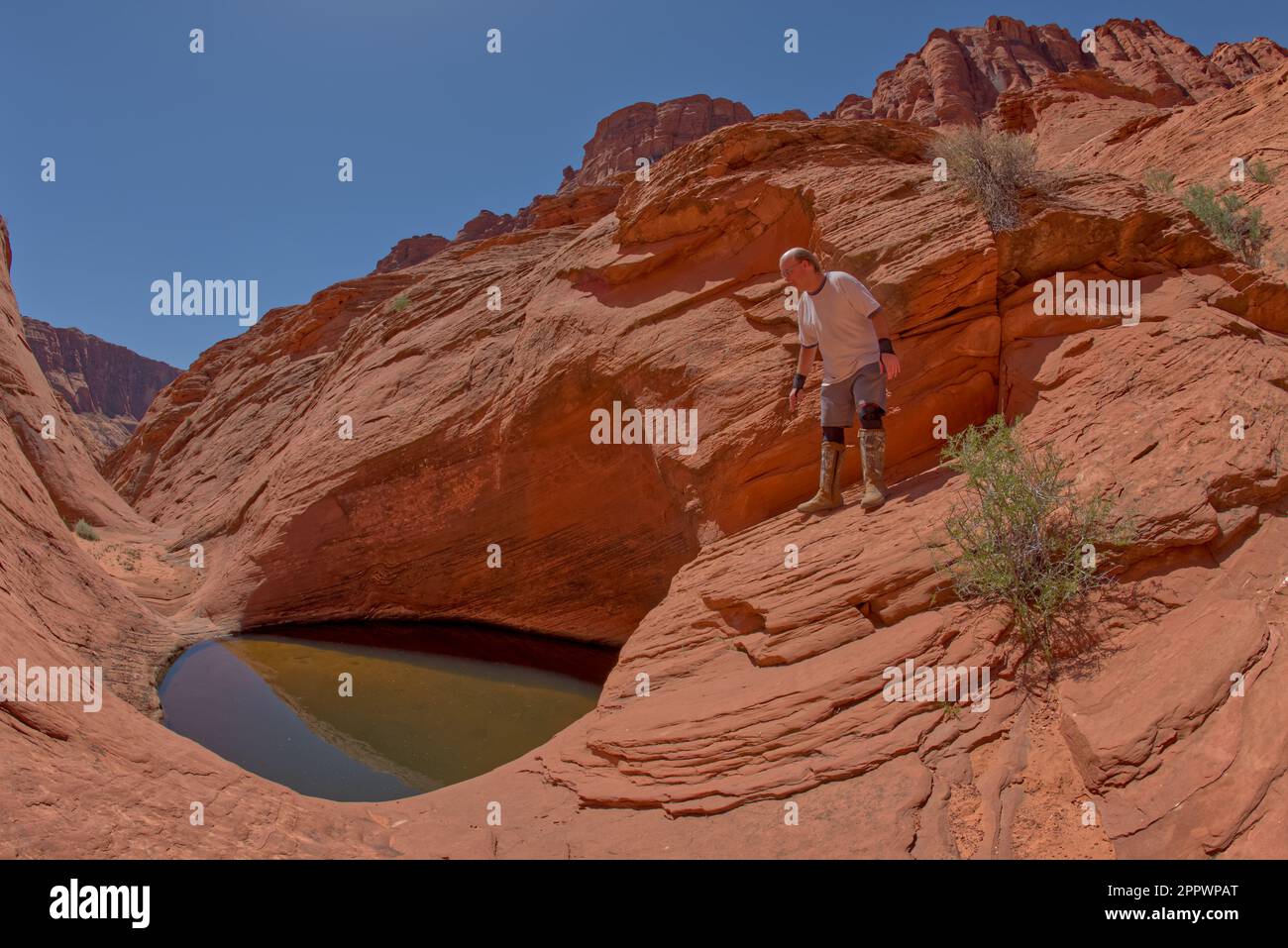 Hiker peering into a waterhole, Ferry Swale Canyon, Arizona, USA Stock Photo