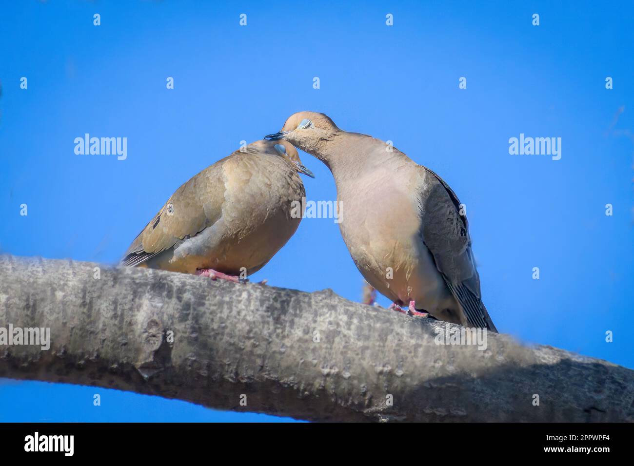 Close-up of two affectionate mourning doves on a branch, British Columbia, Canada Stock Photo