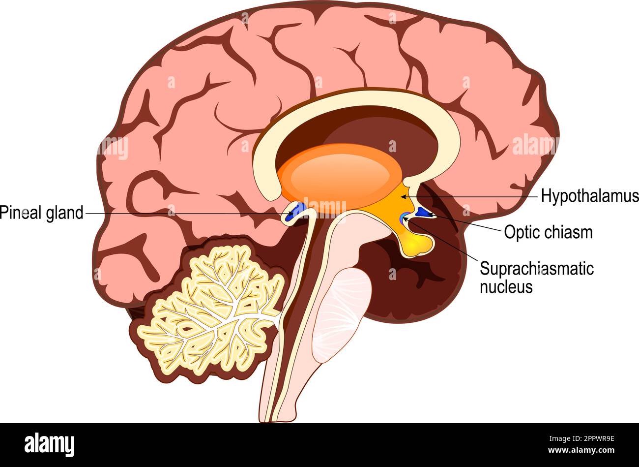 Human brain with Part of limbic system, and Cerebral Cortex, Suprachiasmatic Nucleus, Optic Chiasm, Hypothalamus, and Pineal Gland Stock Vector