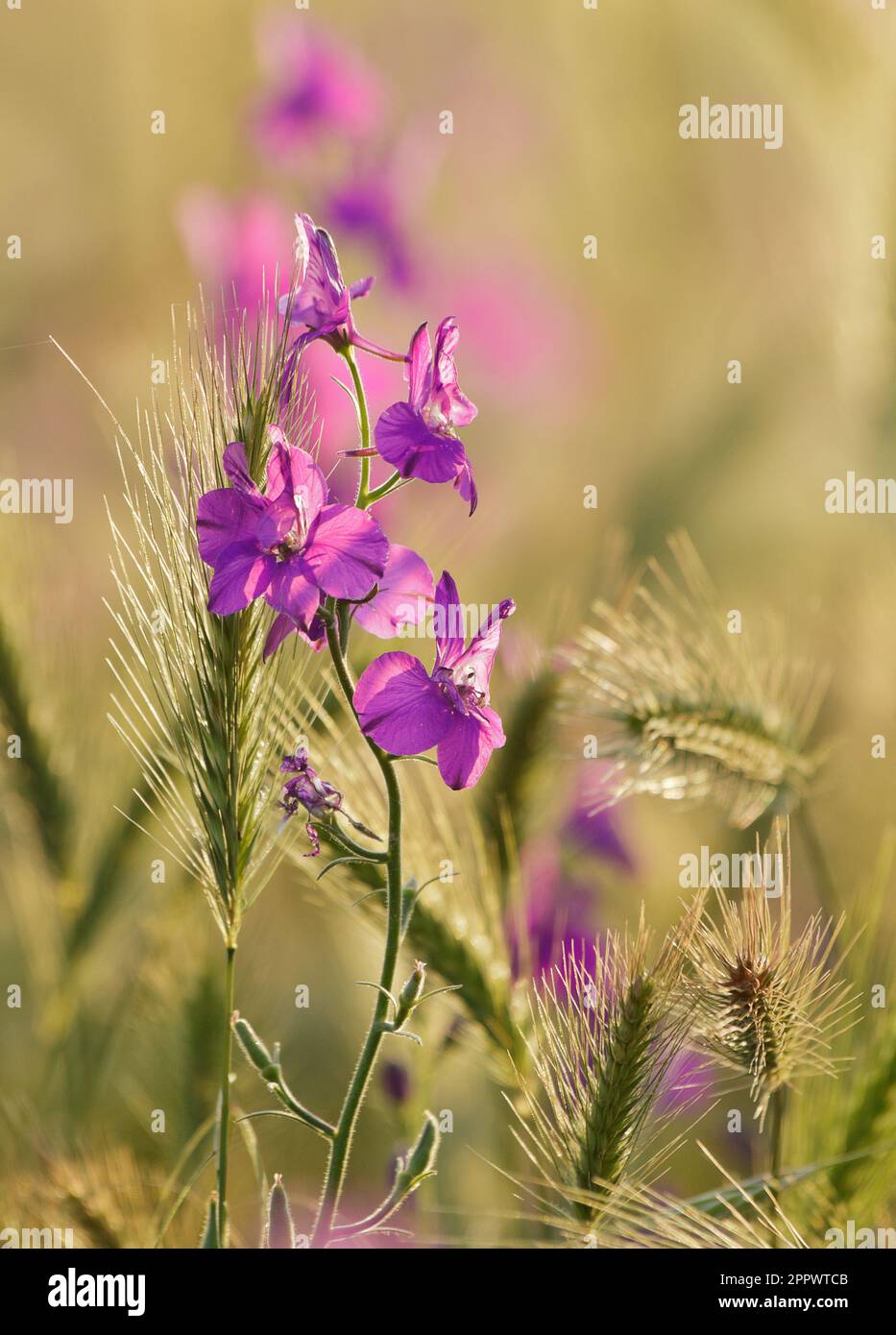 Delphinium Consolida orientalis — Oriental knight's-spur close up, wildflower. Stock Photo