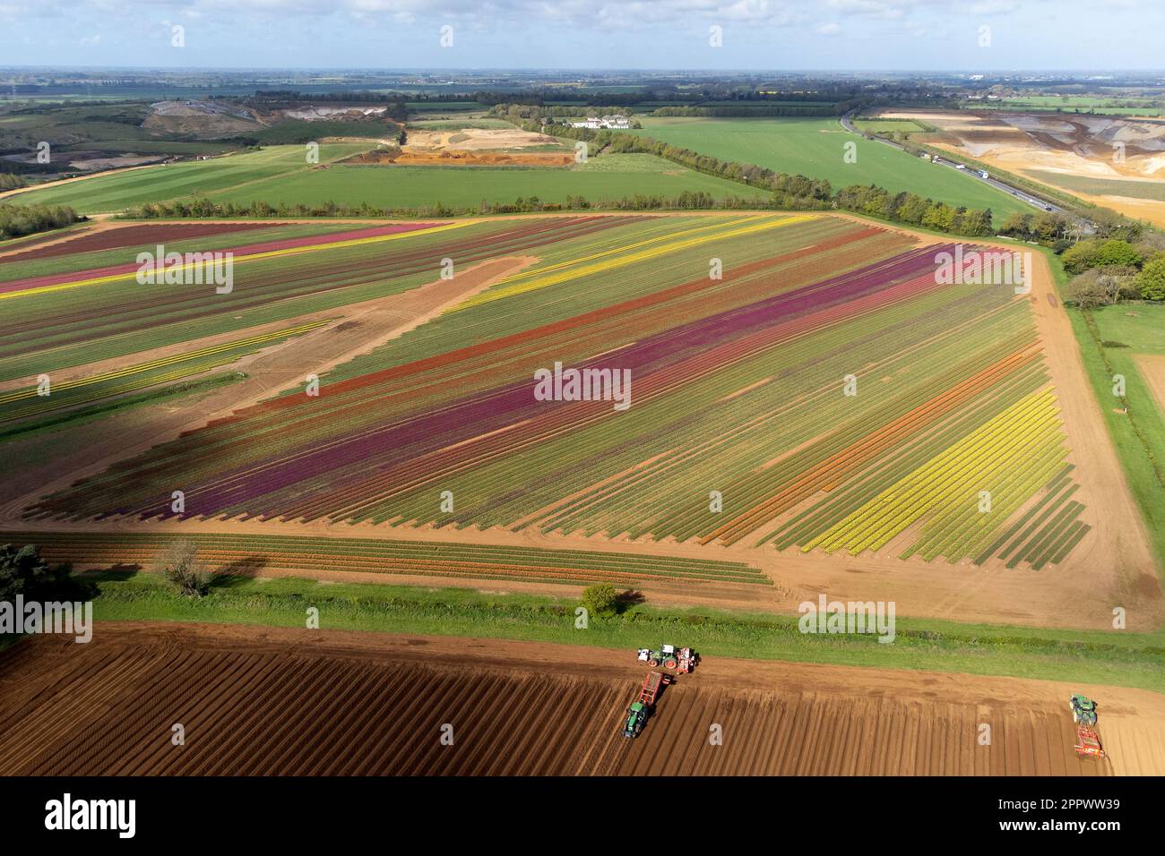 A field of tulips comes into colour near King's Lynn in Norfolk where