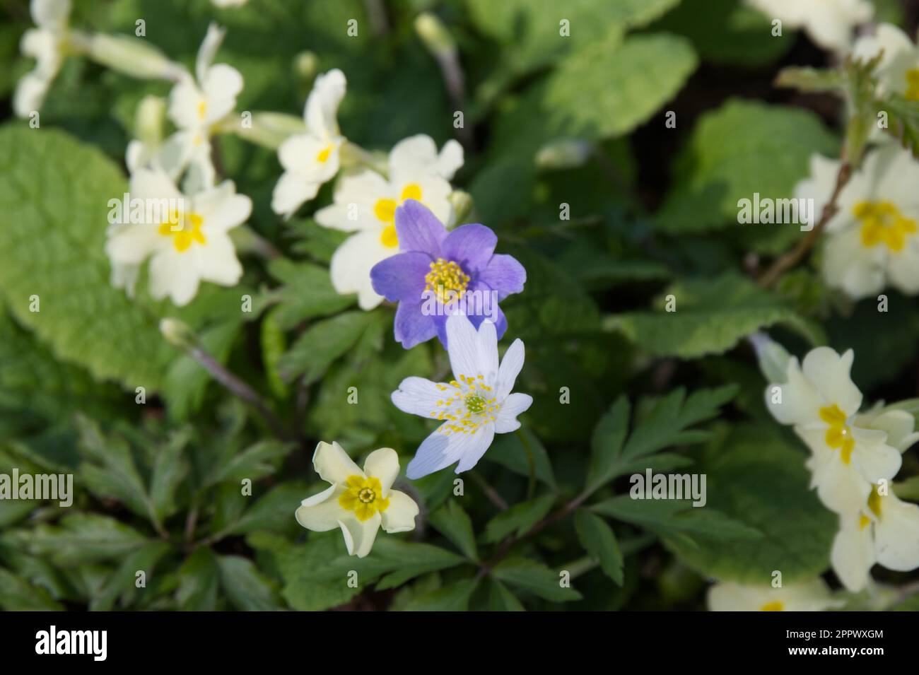 Mixed spring flowers of wood anemone nemorosa and wild primrose primula vulgaris UK April Stock Photo