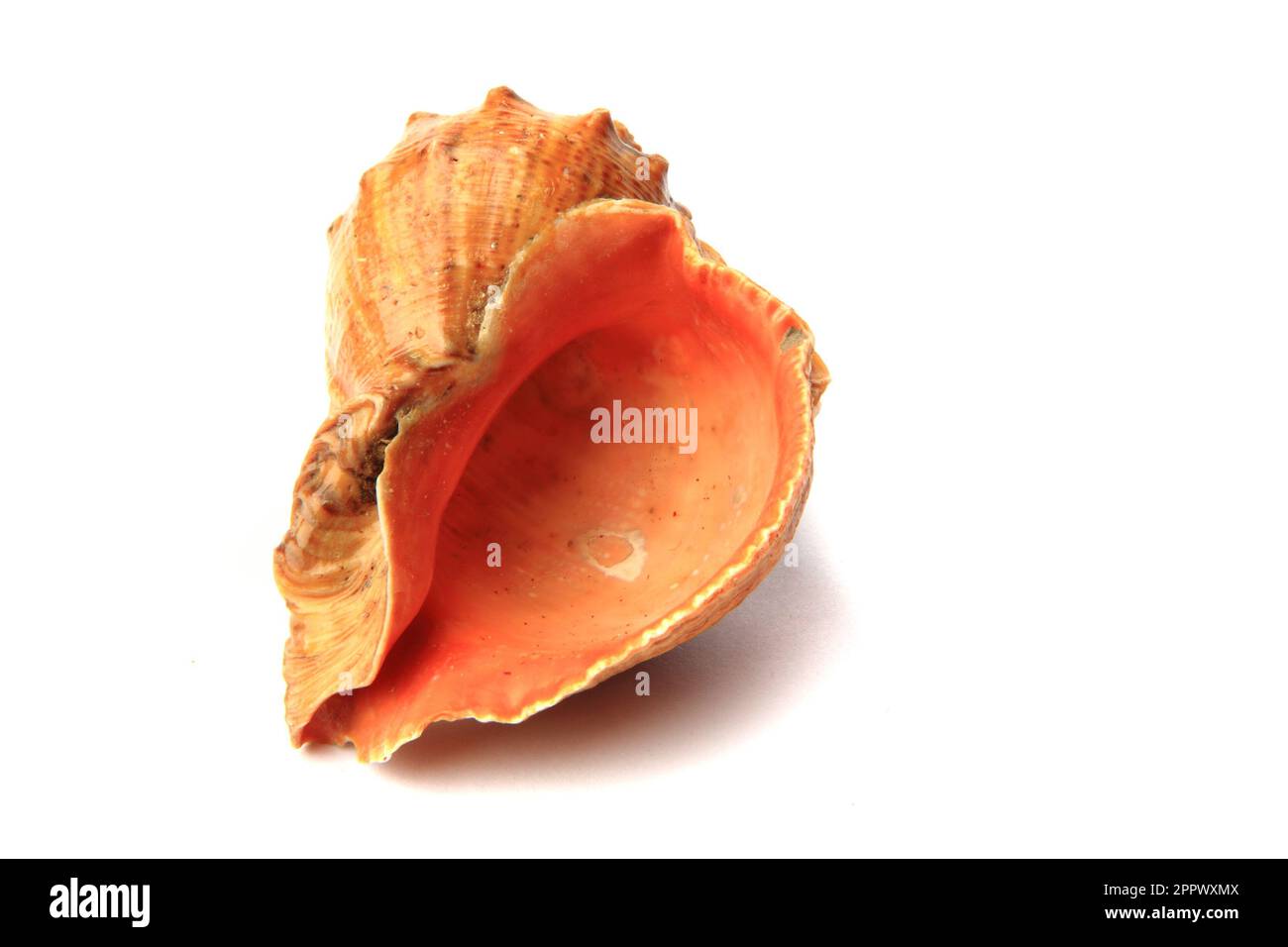 big shell from bulgaria isolated on the white background Stock Photo