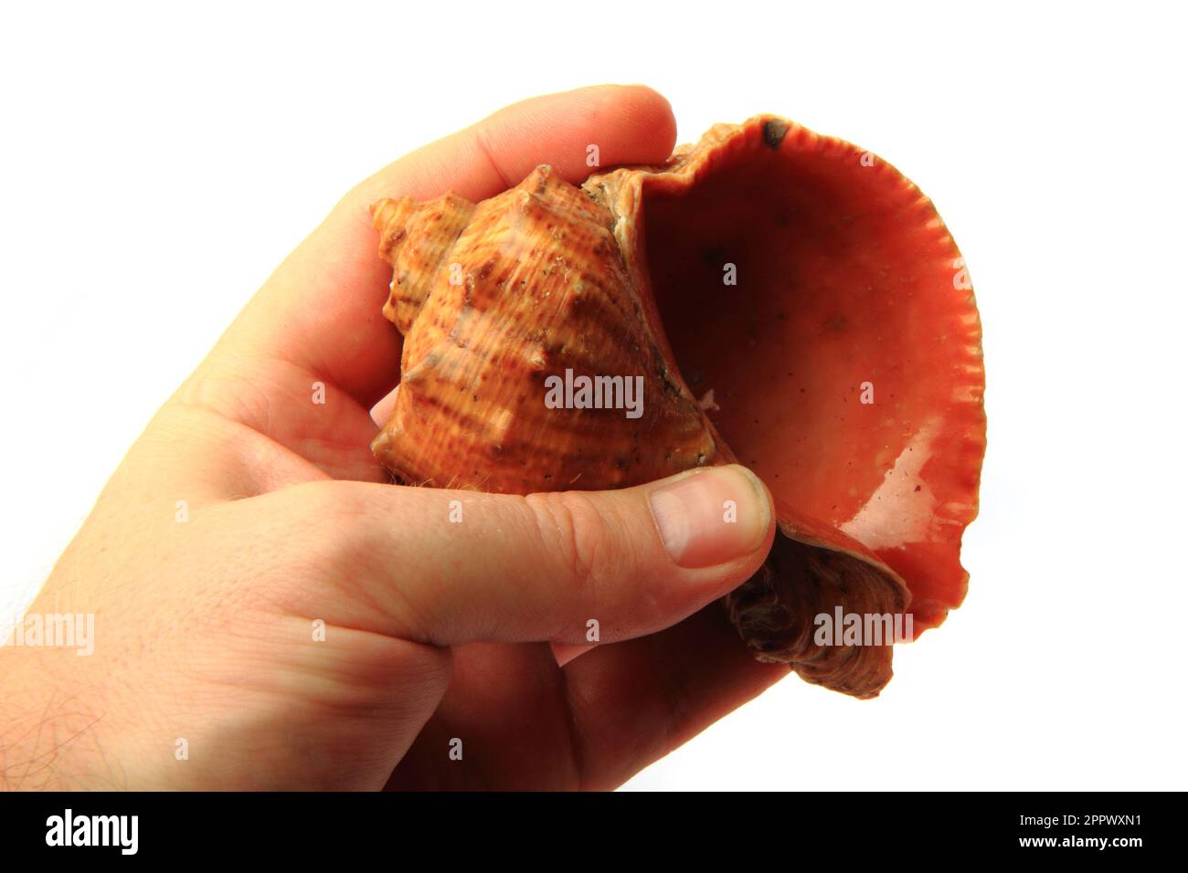 big shell from bulgaria isolated on the white background Stock Photo