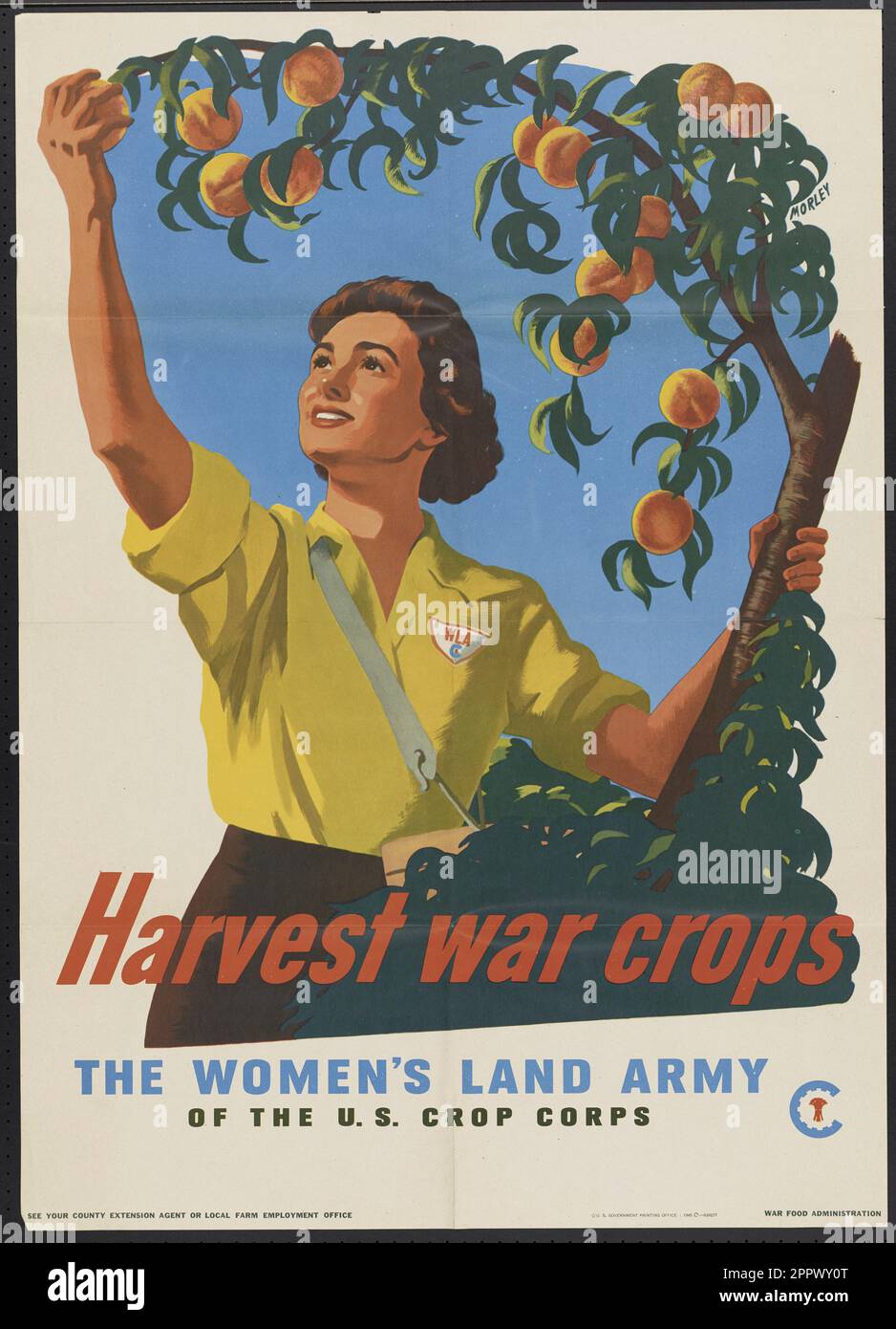 Harvest war crops the Woman's Land Army of the U.S. Crop Corps by    Morley, Hubert artist Publication date 1945 Stock Photo