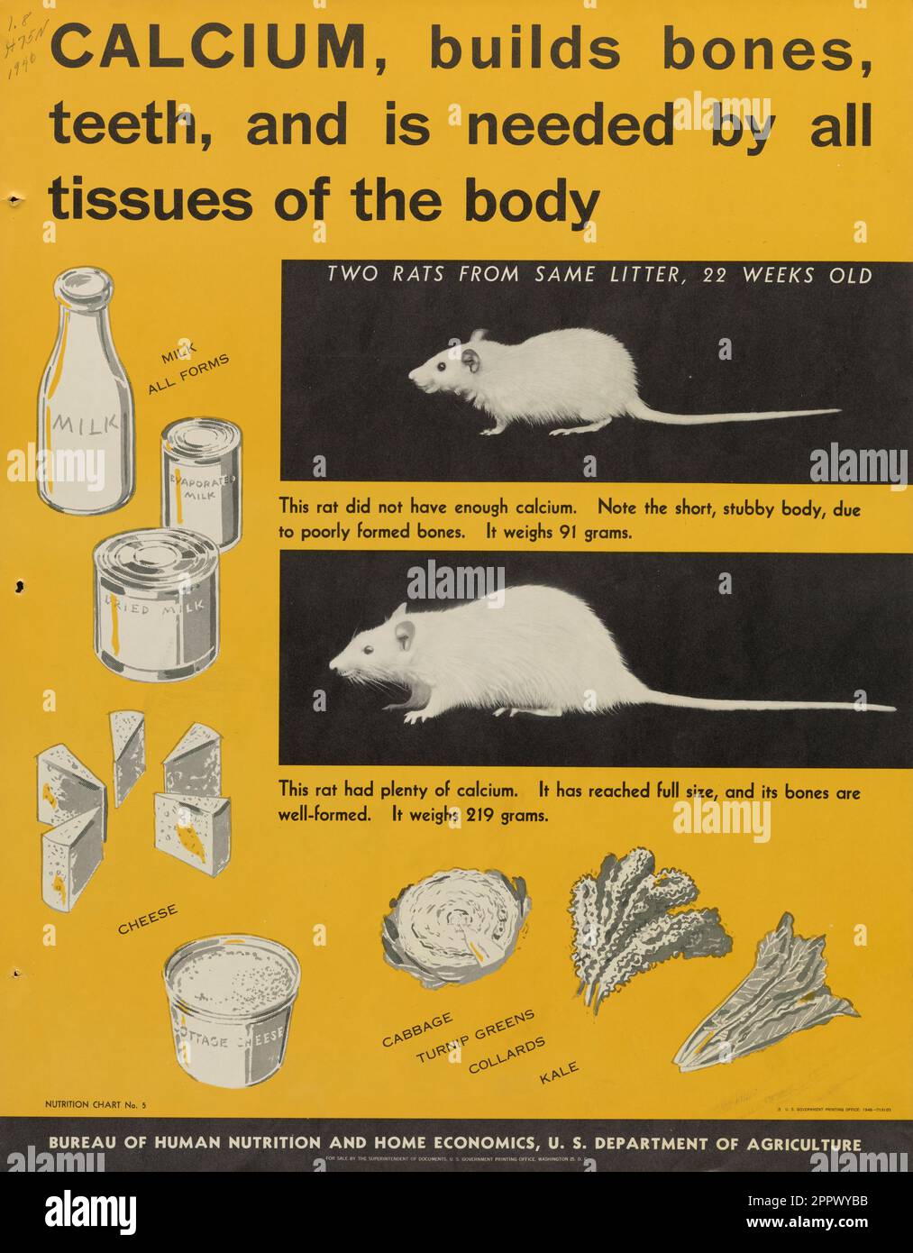 Calcium, builds bones, teeth, and is needed by all tissues of the body by United States. Bureau of Human Nutrition and Home Economics Publication date 1946 Stock Photo